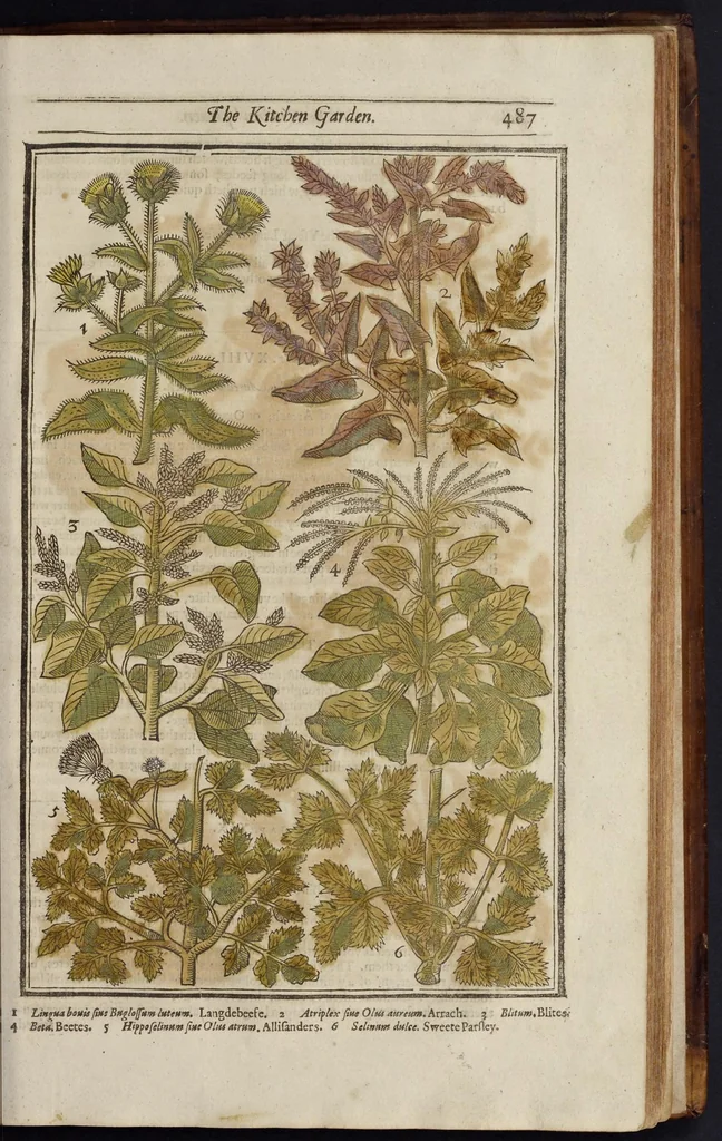 An illustration from Paradisi in sole paradisus terrestris, or, A garden of all sorts of pleasant flowers : which our English ayre will permitt to be noursed vp : with a kitchen garden of all manner of herbes, rootes & fruites for meate or sause vsed with vs : and, an orchard of all sorte of fruitbearing trees and shrubbes fit for our land : together with the right orderinge, planting & preseruing of them and their vses & vertues, 1629, leaf 502