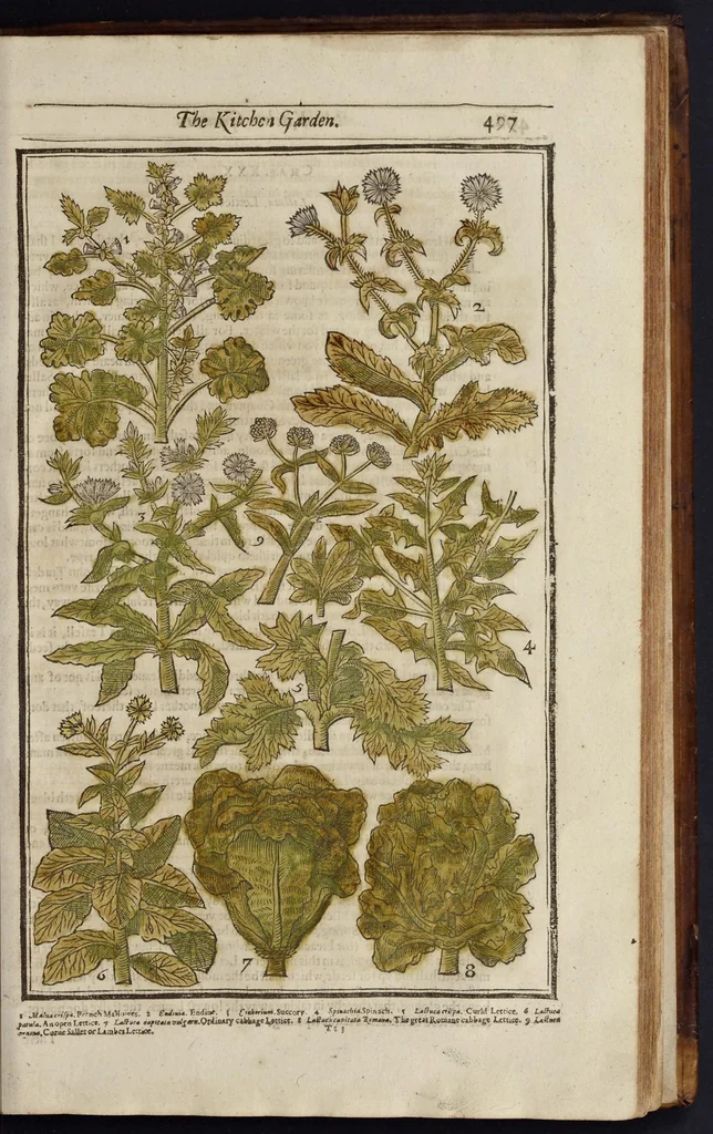 An illustration from Paradisi in sole paradisus terrestris, or, A garden of all sorts of pleasant flowers : which our English ayre will permitt to be noursed vp : with a kitchen garden of all manner of herbes, rootes & fruites for meate or sause vsed with vs : and, an orchard of all sorte of fruitbearing trees and shrubbes fit for our land : together with the right orderinge, planting & preseruing of them and their vses & vertues, 1629, leaf 512