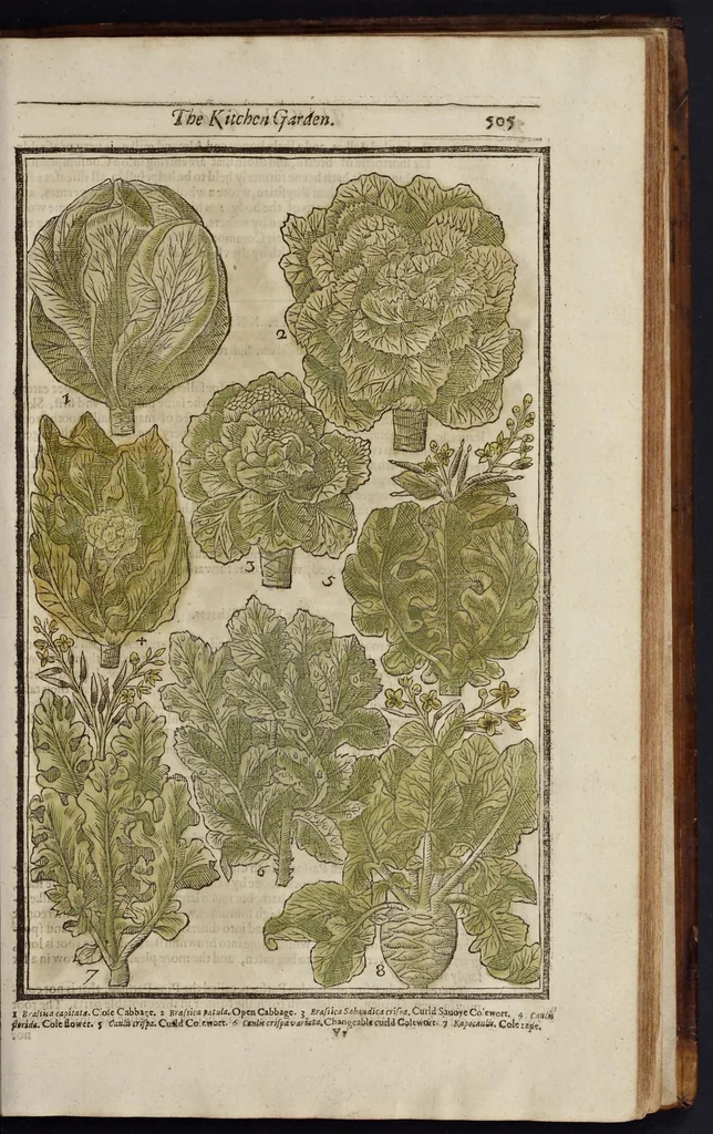 An illustration from Paradisi in sole paradisus terrestris, or, A garden of all sorts of pleasant flowers : which our English ayre will permitt to be noursed vp : with a kitchen garden of all manner of herbes, rootes & fruites for meate or sause vsed with vs : and, an orchard of all sorte of fruitbearing trees and shrubbes fit for our land : together with the right orderinge, planting & preseruing of them and their vses & vertues, 1629, leaf 520