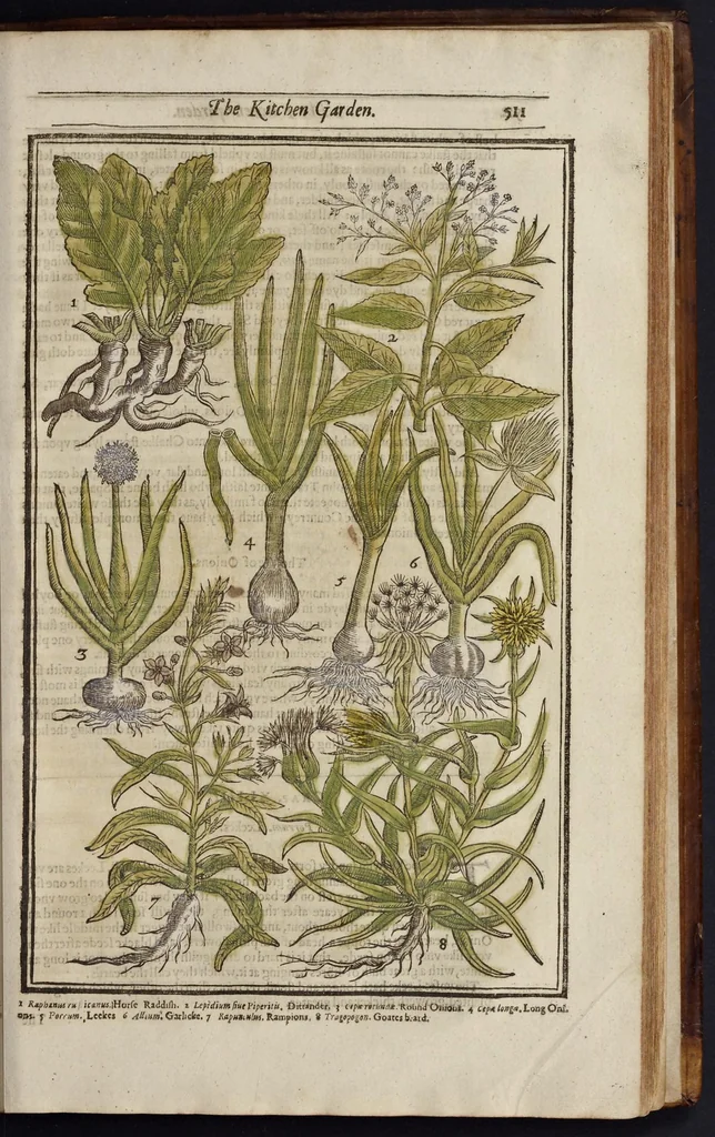 An illustration from Paradisi in sole paradisus terrestris, or, A garden of all sorts of pleasant flowers : which our English ayre will permitt to be noursed vp : with a kitchen garden of all manner of herbes, rootes & fruites for meate or sause vsed with vs : and, an orchard of all sorte of fruitbearing trees and shrubbes fit for our land : together with the right orderinge, planting & preseruing of them and their vses & vertues, 1629, leaf 526