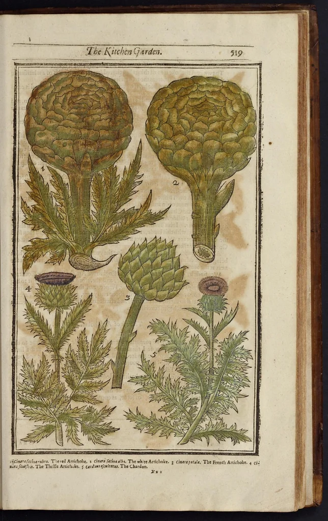 An illustration from Paradisi in sole paradisus terrestris, or, A garden of all sorts of pleasant flowers : which our English ayre will permitt to be noursed vp : with a kitchen garden of all manner of herbes, rootes & fruites for meate or sause vsed with vs : and, an orchard of all sorte of fruitbearing trees and shrubbes fit for our land : together with the right orderinge, planting & preseruing of them and their vses & vertues, 1629, leaf 534