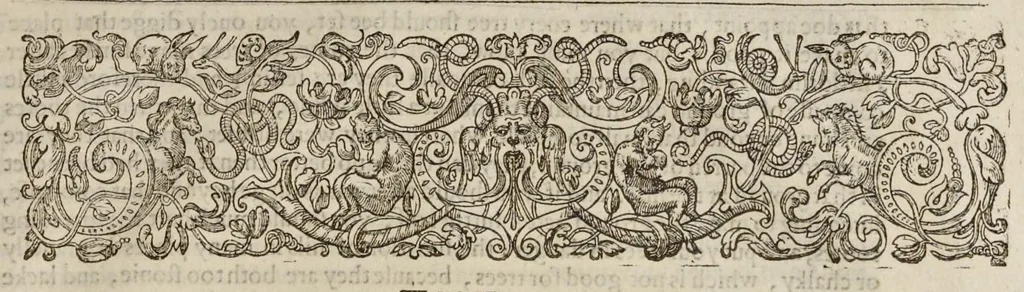 An illustration from Paradisi in sole paradisus terrestris, or, A garden of all sorts of pleasant flowers : which our English ayre will permitt to be noursed vp : with a kitchen garden of all manner of herbes, rootes & fruites for meate or sause vsed with vs : and, an orchard of all sorte of fruitbearing trees and shrubbes fit for our land : together with the right orderinge, planting & preseruing of them and their vses & vertues, 1629, leaf 550