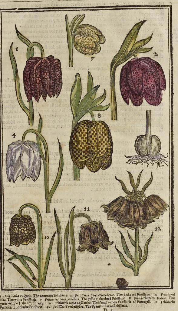 An illustration from Paradisi in sole paradisus terrestris, or, A garden of all sorts of pleasant flowers : which our English ayre will permitt to be noursed vp : with a kitchen garden of all manner of herbes, rootes & fruites for meate or sause vsed with vs : and, an orchard of all sorte of fruitbearing trees and shrubbes fit for our land : together with the right orderinge, planting & preseruing of them and their vses & vertues, 1629, leaf 56
