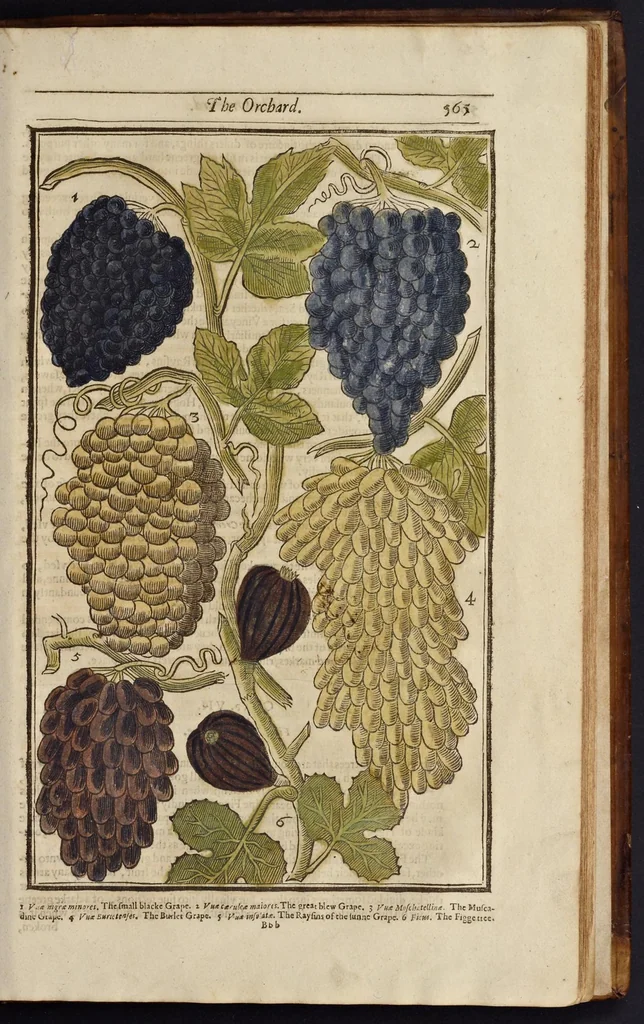 An illustration from Paradisi in sole paradisus terrestris, or, A garden of all sorts of pleasant flowers : which our English ayre will permitt to be noursed vp : with a kitchen garden of all manner of herbes, rootes & fruites for meate or sause vsed with vs : and, an orchard of all sorte of fruitbearing trees and shrubbes fit for our land : together with the right orderinge, planting & preseruing of them and their vses & vertues, 1629, leaf 580