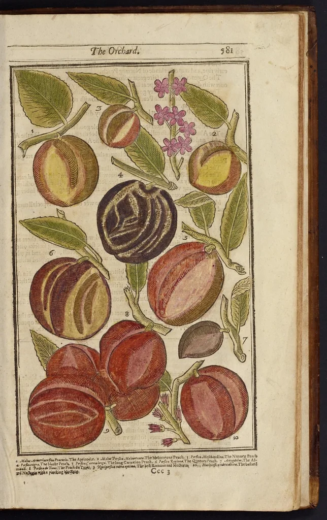 An illustration from Paradisi in sole paradisus terrestris, or, A garden of all sorts of pleasant flowers : which our English ayre will permitt to be noursed vp : with a kitchen garden of all manner of herbes, rootes & fruites for meate or sause vsed with vs : and, an orchard of all sorte of fruitbearing trees and shrubbes fit for our land : together with the right orderinge, planting & preseruing of them and their vses & vertues, 1629, leaf 596