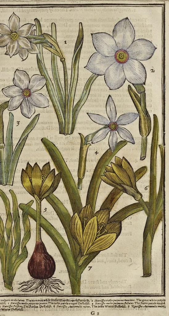An illustration from Paradisi in sole paradisus terrestris, or, A garden of all sorts of pleasant flowers : which our English ayre will permitt to be noursed vp : with a kitchen garden of all manner of herbes, rootes & fruites for meate or sause vsed with vs : and, an orchard of all sorte of fruitbearing trees and shrubbes fit for our land : together with the right orderinge, planting & preseruing of them and their vses & vertues, 1629, leaf 90