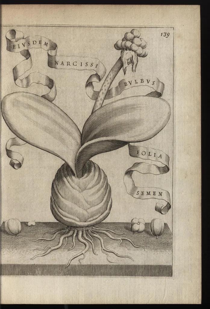 An illustration from Io. Bapt. Ferrarii Senensis e Societate Iesu De florum cultura libri IV, 1633, leaf 154