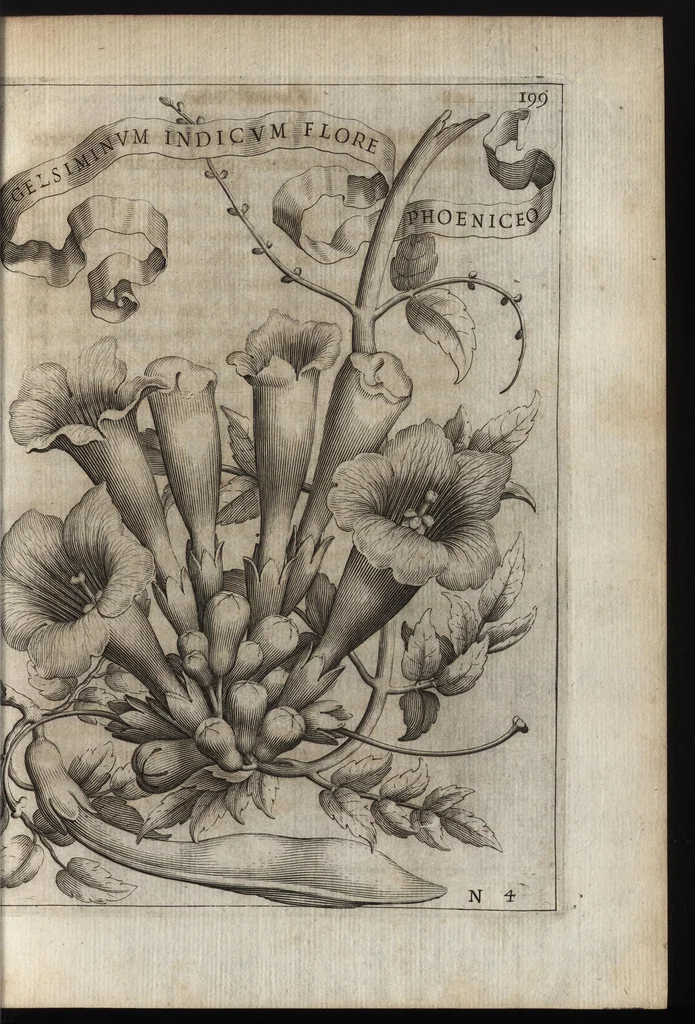 An illustration from Io. Bapt. Ferrarii Senensis e Societate Iesu De florum cultura libri IV, 1633, leaf 214