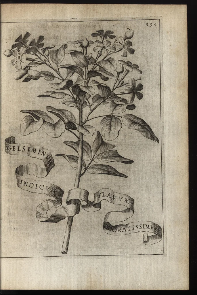 An illustration from Io. Bapt. Ferrarii Senensis e Societate Iesu De florum cultura libri IV, 1633, leaf 408