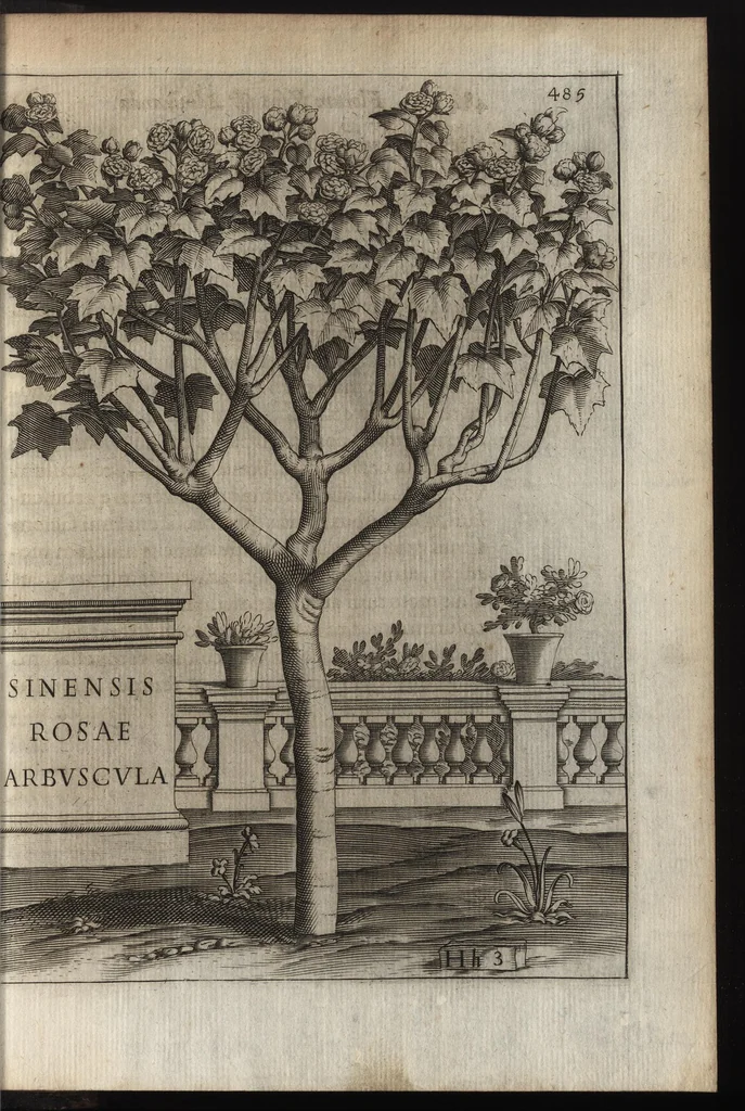 An illustration from Io. Bapt. Ferrarii Senensis e Societate Iesu De florum cultura libri IV, 1633, leaf 500