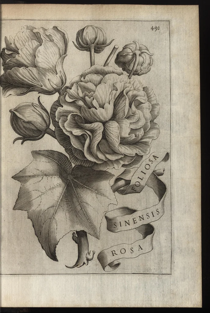 An illustration from Io. Bapt. Ferrarii Senensis e Societate Iesu De florum cultura libri IV, 1633, leaf 506