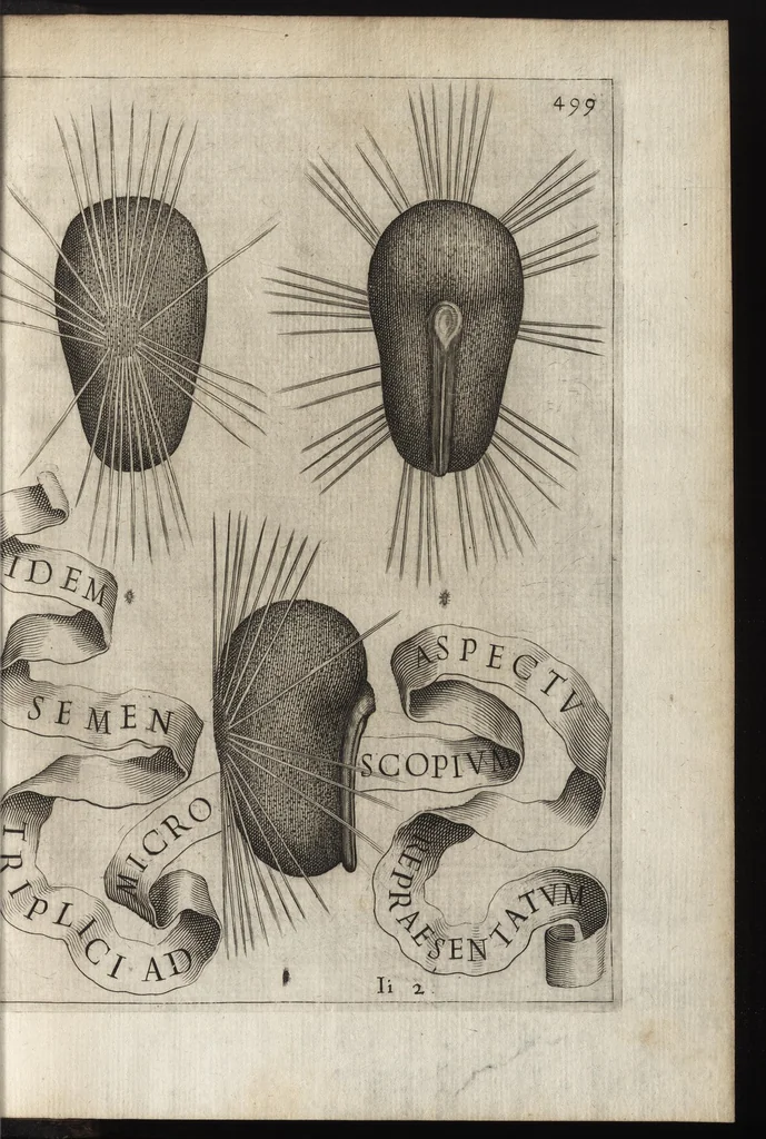 An illustration from Io. Bapt. Ferrarii Senensis e Societate Iesu De florum cultura libri IV, 1633, leaf 514