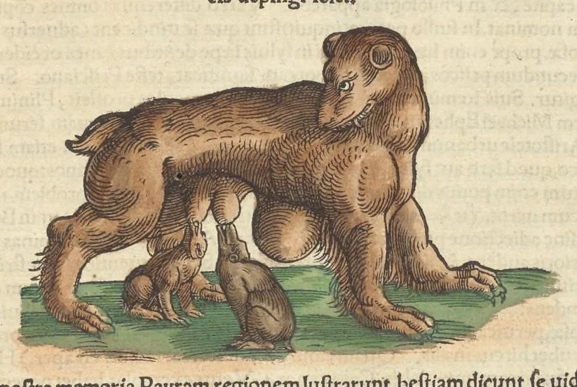 An illustration from Historiæ animalivm ..., 1551, leaf 1022