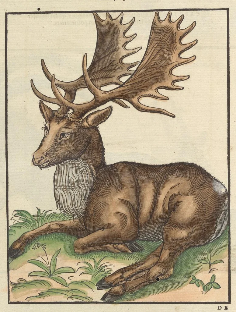 An illustration from Historiæ animalivm ..., 1551, leaf 1141
