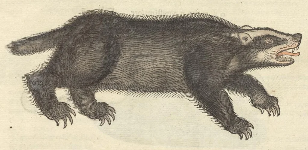 An illustration from Historiæ animalivm ..., 1551, leaf 1144