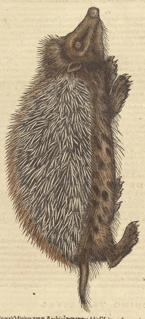 An illustration from Historiæ animalivm ..., 1551, leaf 441
