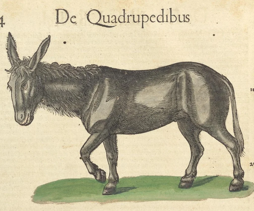 An illustration from Historiæ animalivm ..., 1551, leaf 45