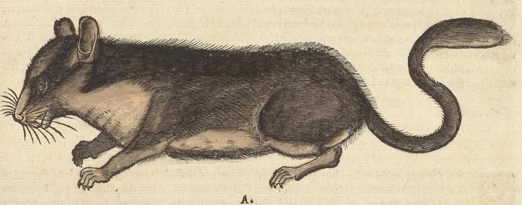 An illustration from Historiæ animalivm ..., 1551, leaf 874