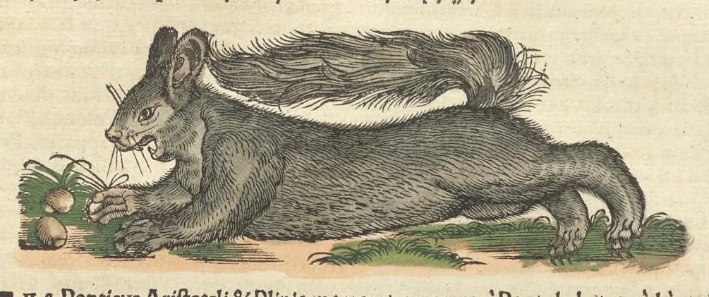 An illustration from Historiæ animalivm ..., 1551, leaf 880