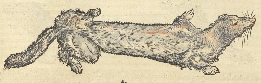 An illustration from Historiæ animalivm ..., 1551, leaf 892