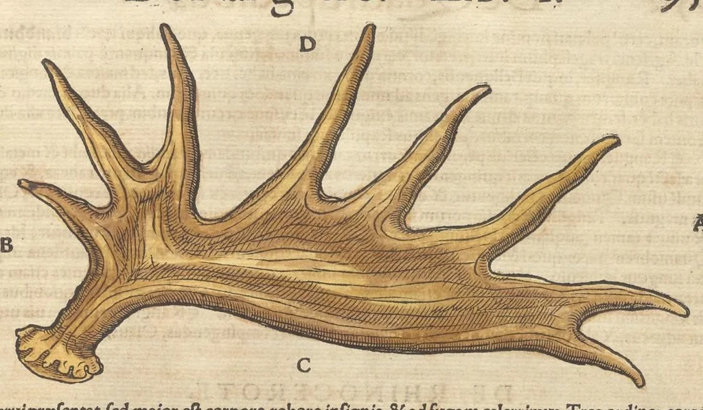 An illustration from Historiæ animalivm ..., 1551, leaf 992
