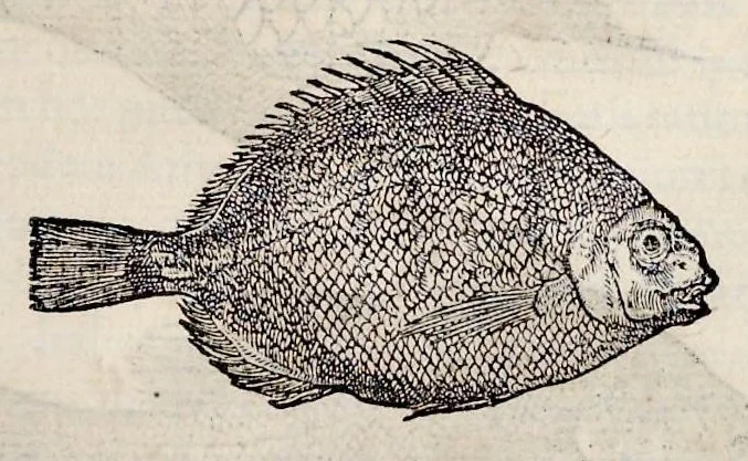 An illustration from Libri de piscibus marinis : in quibus veræ piscium effigies expressæ sunt : quæ in tota piscium historia contineantur, indicat elenchus pagina nona et decima : postremo indices necessarij, 1554, leaf 146