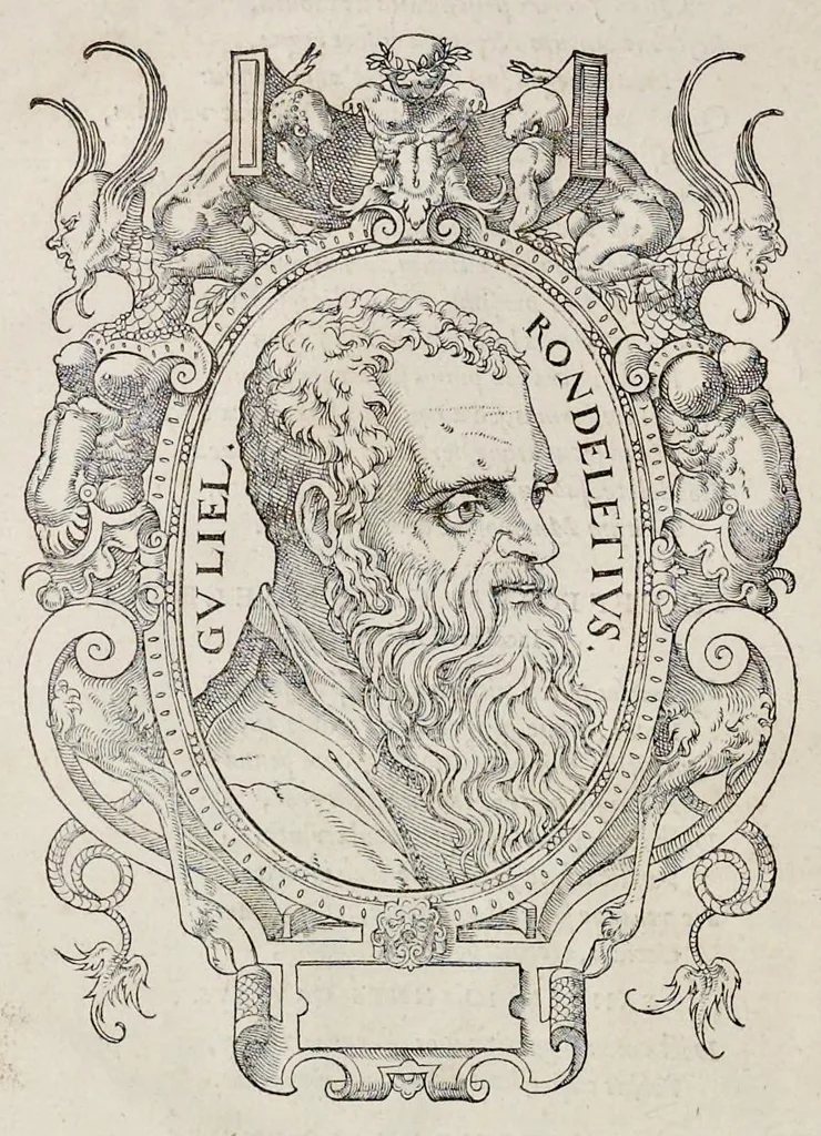 An illustration from Libri de piscibus marinis : in quibus veræ piscium effigies expressæ sunt : quæ in tota piscium historia contineantur, indicat elenchus pagina nona et decima : postremo indices necessarij, 1554, leaf 19