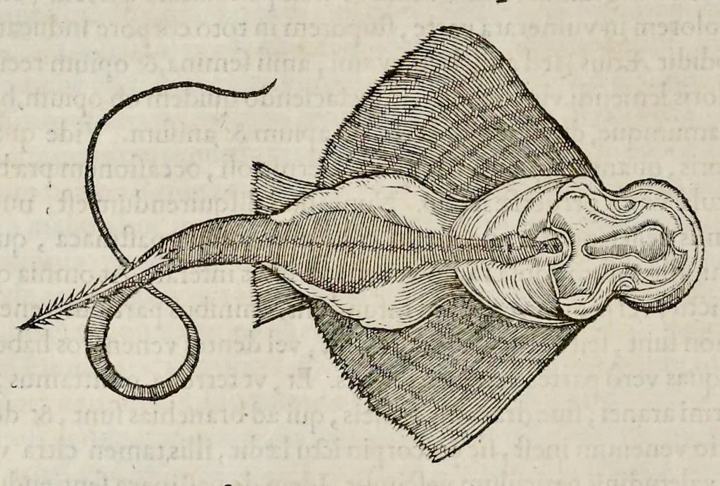 An illustration from Libri de piscibus marinis : in quibus veræ piscium effigies expressæ sunt : quæ in tota piscium historia contineantur, indicat elenchus pagina nona et decima : postremo indices necessarij, 1554, leaf 355