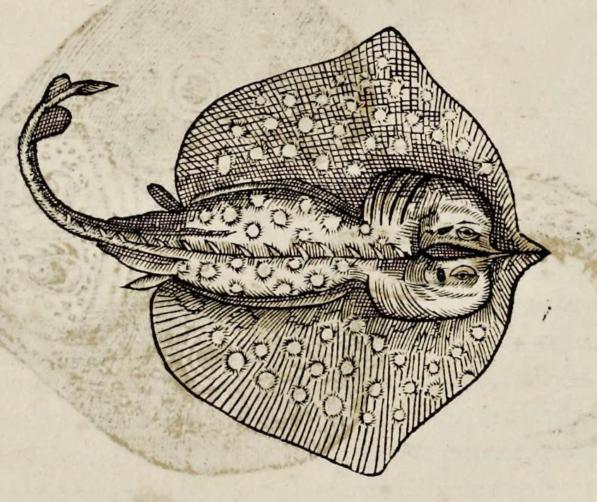 An illustration from Libri de piscibus marinis : in quibus veræ piscium effigies expressæ sunt : quæ in tota piscium historia contineantur, indicat elenchus pagina nona et decima : postremo indices necessarij, 1554, leaf 367