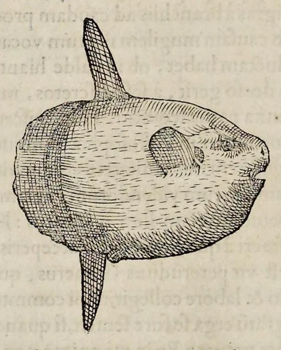 An illustration from Libri de piscibus marinis : in quibus veræ piscium effigies expressæ sunt : quæ in tota piscium historia contineantur, indicat elenchus pagina nona et decima : postremo indices necessarij, 1554, leaf 441