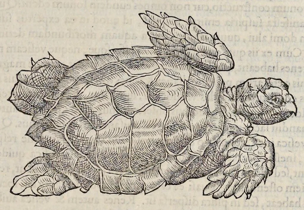 An illustration from Libri de piscibus marinis : in quibus veræ piscium effigies expressæ sunt : quæ in tota piscium historia contineantur, indicat elenchus pagina nona et decima : postremo indices necessarij, 1554, leaf 462