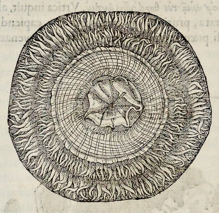 An illustration from Libri de piscibus marinis : in quibus veræ piscium effigies expressæ sunt : quæ in tota piscium historia contineantur, indicat elenchus pagina nona et decima : postremo indices necessarij, 1554, leaf 547