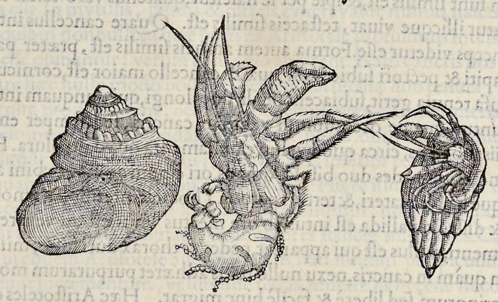 An illustration from Libri de piscibus marinis : in quibus veræ piscium effigies expressæ sunt : quæ in tota piscium historia contineantur, indicat elenchus pagina nona et decima : postremo indices necessarij, 1554, leaf 570