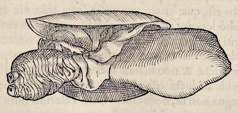 An illustration from Libri de piscibus marinis : in quibus veræ piscium effigies expressæ sunt : quæ in tota piscium historia contineantur, indicat elenchus pagina nona et decima : postremo indices necessarij, 1554, leaf 648