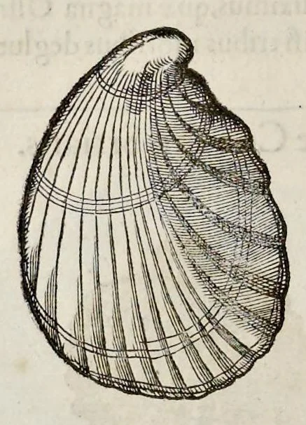 An illustration from Libri de piscibus marinis : in quibus veræ piscium effigies expressæ sunt : quæ in tota piscium historia contineantur, indicat elenchus pagina nona et decima : postremo indices necessarij, 1554, leaf 659