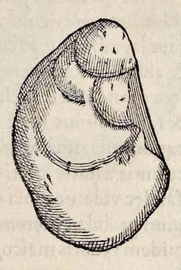 An illustration from Libri de piscibus marinis : in quibus veræ piscium effigies expressæ sunt : quæ in tota piscium historia contineantur, indicat elenchus pagina nona et decima : postremo indices necessarij, 1554, leaf 672