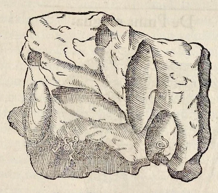 An illustration from Libri de piscibus marinis : in quibus veræ piscium effigies expressæ sunt : quæ in tota piscium historia contineantur, indicat elenchus pagina nona et decima : postremo indices necessarij, 1554, leaf 686