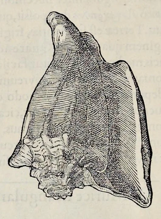 An illustration from Libri de piscibus marinis : in quibus veræ piscium effigies expressæ sunt : quæ in tota piscium historia contineantur, indicat elenchus pagina nona et decima : postremo indices necessarij, 1554, leaf 723