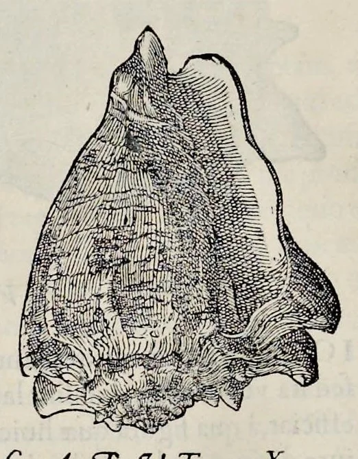 An illustration from Libri de piscibus marinis : in quibus veræ piscium effigies expressæ sunt : quæ in tota piscium historia contineantur, indicat elenchus pagina nona et decima : postremo indices necessarij, 1554, leaf 723