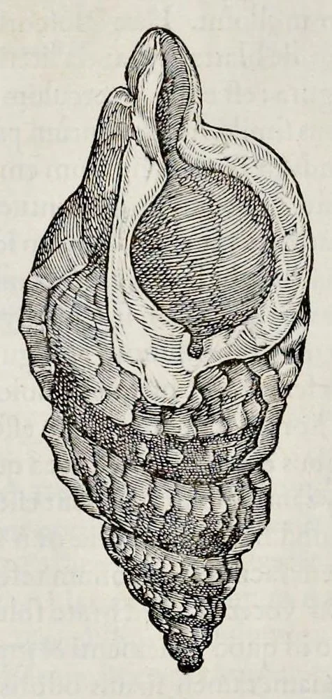 An illustration from Libri de piscibus marinis : in quibus veræ piscium effigies expressæ sunt : quæ in tota piscium historia contineantur, indicat elenchus pagina nona et decima : postremo indices necessarij, 1554, leaf 733