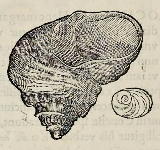 An illustration from Libri de piscibus marinis : in quibus veræ piscium effigies expressæ sunt : quæ in tota piscium historia contineantur, indicat elenchus pagina nona et decima : postremo indices necessarij, 1554, leaf 743
