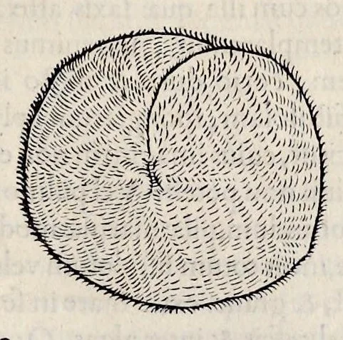An illustration from Libri de piscibus marinis : in quibus veræ piscium effigies expressæ sunt : quæ in tota piscium historia contineantur, indicat elenchus pagina nona et decima : postremo indices necessarij, 1554, leaf 776