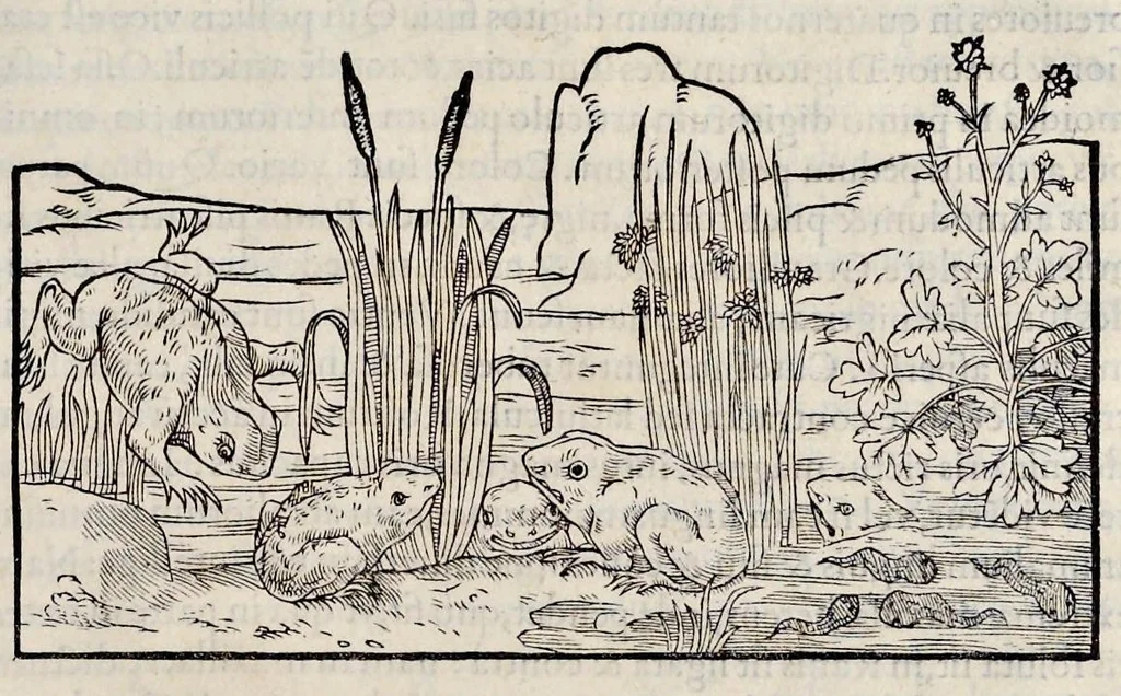 An illustration from Libri de piscibus marinis : in quibus veræ piscium effigies expressæ sunt : quæ in tota piscium historia contineantur, indicat elenchus pagina nona et decima : postremo indices necessarij, 1554, leaf 862