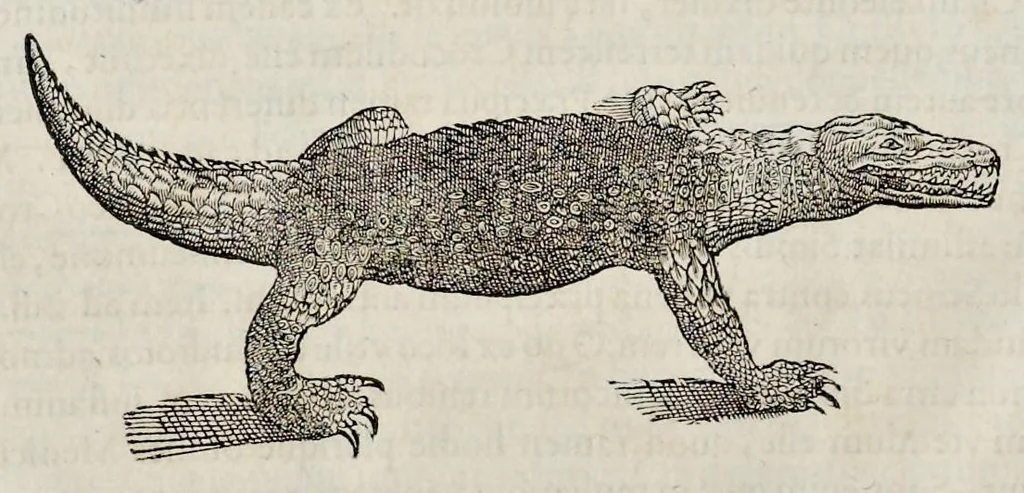 An illustration from Libri de piscibus marinis : in quibus veræ piscium effigies expressæ sunt : quæ in tota piscium historia contineantur, indicat elenchus pagina nona et decima : postremo indices necessarij, 1554, leaf 877