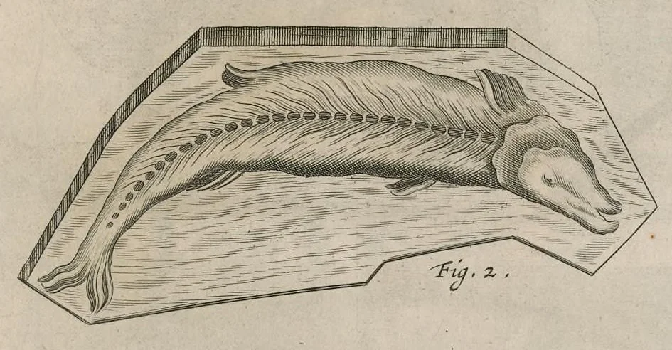 An illustration from Athanasii Kircheri e Soc. Jesu Mundus subterraneus : in XII libros digestus; quo divinum subterrestris mundi opificium, mira ergasteriorum naturae in eo distributio, verbo Pantamorphon [Greek work romanized] Protei regnum, universae denique naturae majestas & divitiae summa rerum varietate exponuntur, abditorum effectuum causae acri indagine inquisitae demonstrantur, cognitae per artis & naturae conjugium ad humanae vitae necessarium usum vario experimentorum apparatu, necnon novo modo & ratione applicantur, 1678, leaf 496