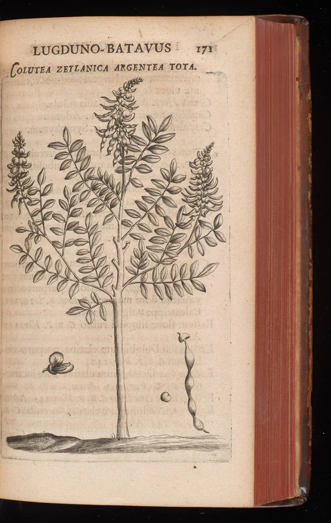 An illustration from Horti academici Lugduno-Batavi catalogus : exhibens plantarum omnium nomina, quibus ab anno MDCLXXXI ad annum MDCLXXXVI hortus fuit instructus ut & plurimarum in eodem cultarum & à nemine hucusque editarum descriptiones & icones, 1687, leaf 196