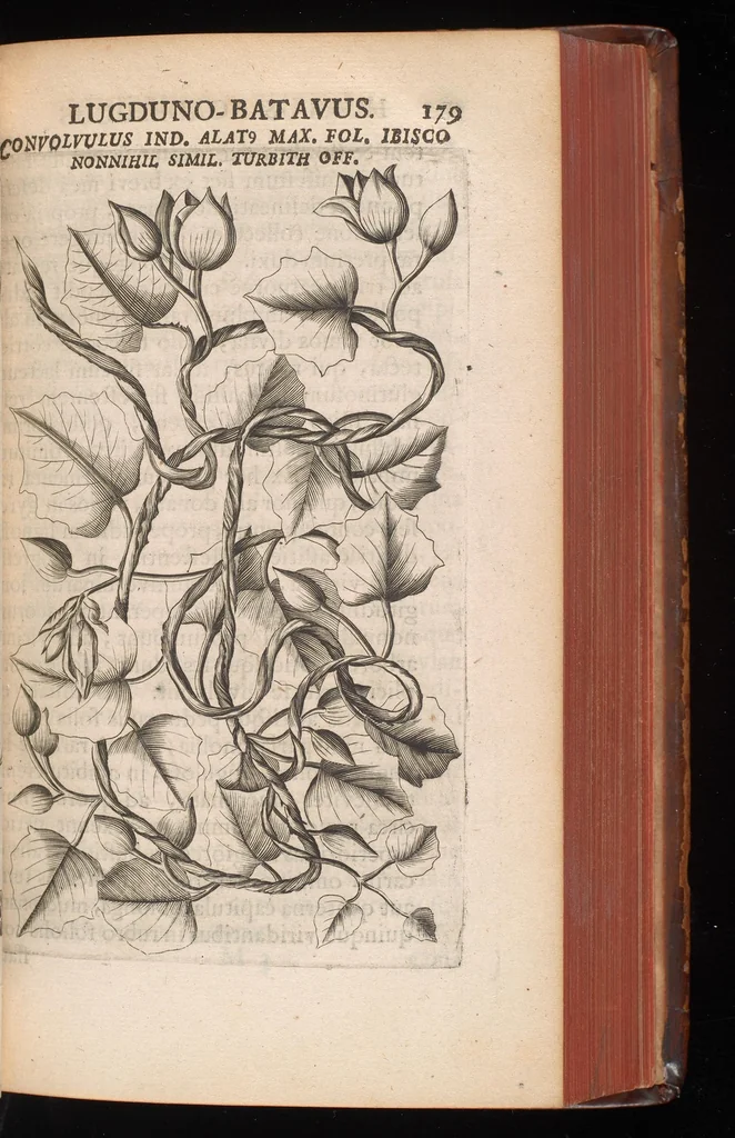 An illustration from Horti academici Lugduno-Batavi catalogus : exhibens plantarum omnium nomina, quibus ab anno MDCLXXXI ad annum MDCLXXXVI hortus fuit instructus ut & plurimarum in eodem cultarum & à nemine hucusque editarum descriptiones & icones, 1687, leaf 204