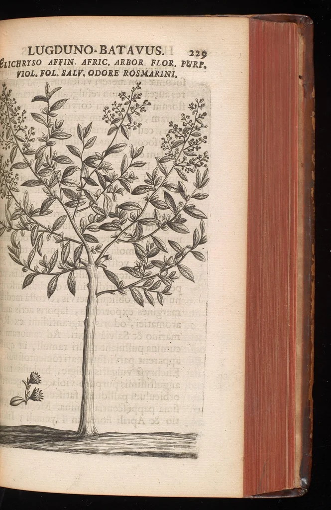 An illustration from Horti academici Lugduno-Batavi catalogus : exhibens plantarum omnium nomina, quibus ab anno MDCLXXXI ad annum MDCLXXXVI hortus fuit instructus ut & plurimarum in eodem cultarum & à nemine hucusque editarum descriptiones & icones, 1687, leaf 254