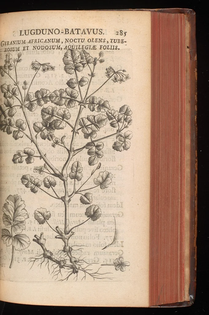 An illustration from Horti academici Lugduno-Batavi catalogus : exhibens plantarum omnium nomina, quibus ab anno MDCLXXXI ad annum MDCLXXXVI hortus fuit instructus ut & plurimarum in eodem cultarum & à nemine hucusque editarum descriptiones & icones, 1687, leaf 310
