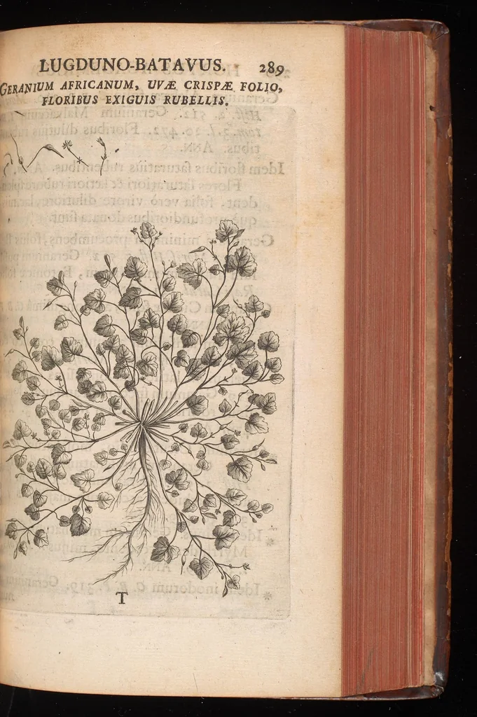 An illustration from Horti academici Lugduno-Batavi catalogus : exhibens plantarum omnium nomina, quibus ab anno MDCLXXXI ad annum MDCLXXXVI hortus fuit instructus ut & plurimarum in eodem cultarum & à nemine hucusque editarum descriptiones & icones, 1687, leaf 314